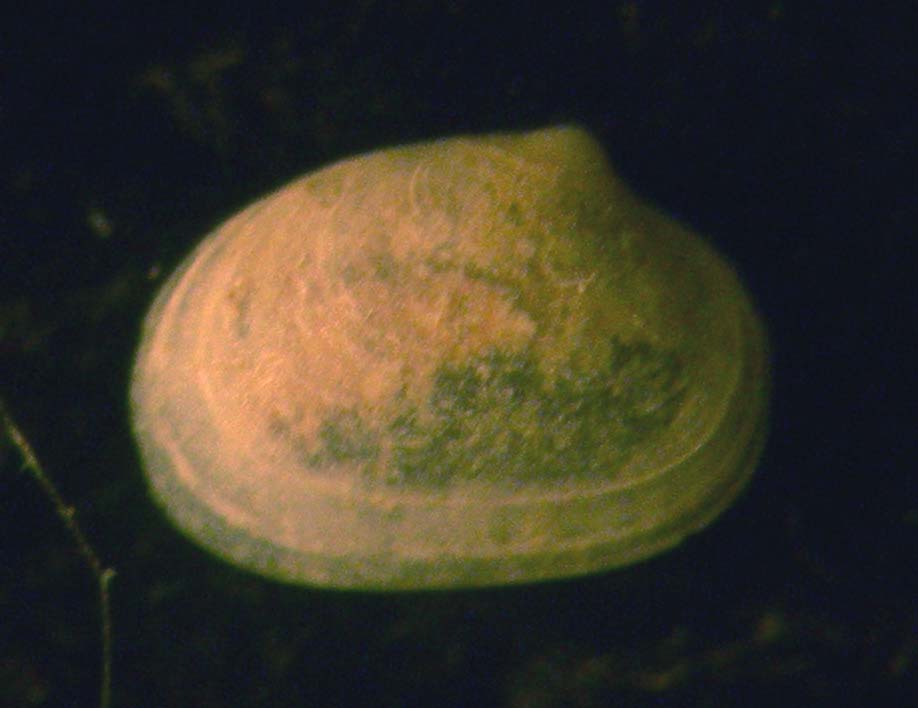 mysella